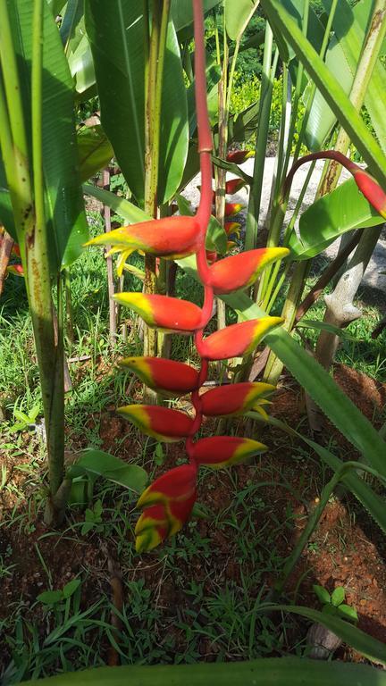 Jardin Marron Appartement Baie Sainte Anne Buitenkant foto